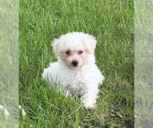 Mutt Dogs for adoption in Wheaton, IL, USA
