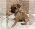Small #1 Chihuahua