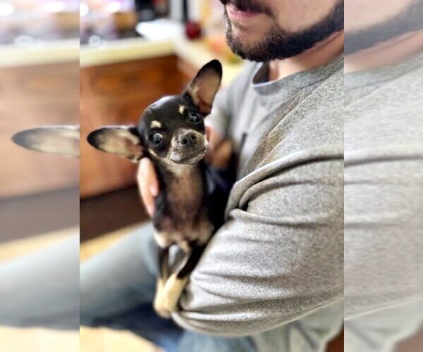 Medium Photo #3 Chihuahua Puppy For Sale in CHARLESTON, AR, USA