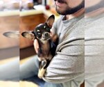 Small #1 Chihuahua