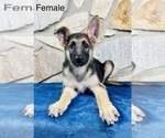 Small Photo #7 German Shepherd Dog Puppy For Sale in OCALA, FL, USA