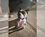 Small American Bulldog Mix