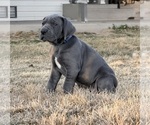 Puppy Blue boy Great Dane