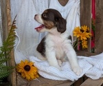 Small Photo #38 Cock-A-Poo Puppy For Sale in GOSHEN, IN, USA