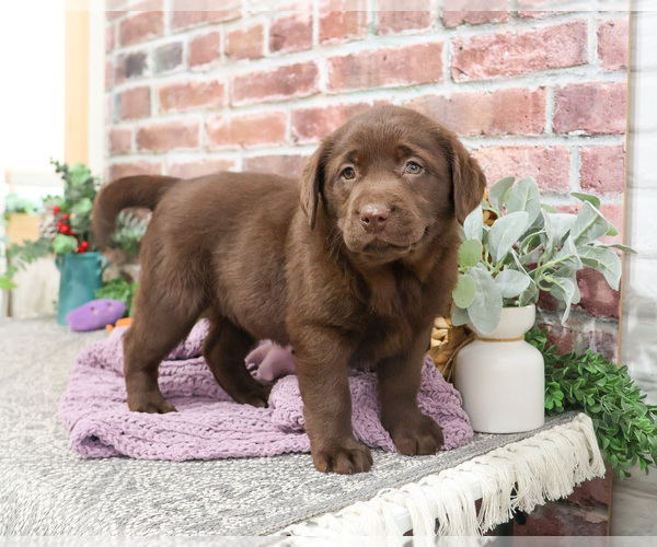 Medium Photo #9 Labrador Retriever Puppy For Sale in SYRACUSE, IN, USA