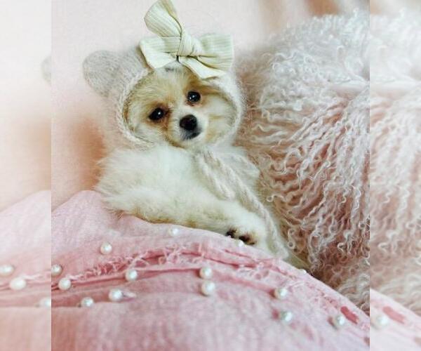 Medium Photo #24 Pomeranian Puppy For Sale in PEMBROKE PINES, FL, USA