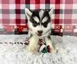 Small Photo #1 Pomsky Puppy For Sale in GREENWOOD, IN, USA