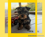 Puppy Puppy 2 Yorkshire Terrier