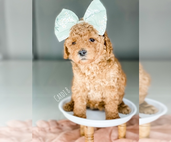 Medium Photo #4 Goldendoodle (Miniature) Puppy For Sale in ANDERSON DAM, ID, USA