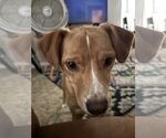 Small #2 Mutt