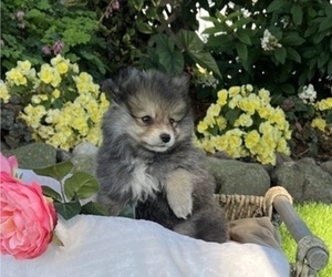 Pomeranian Puppy for Sale in COLBY, Wisconsin USA