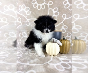Pomeranian Puppy for sale in INDIANAPOLIS, IN, USA