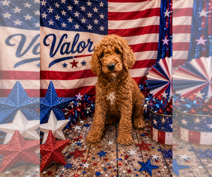Poodle (Standard) Puppy for Sale in SAINT CLOUD, Minnesota USA