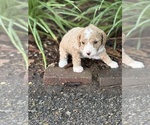 Small #5 Goldendoodle (Miniature)