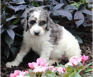 Poodle (Standard) Puppy for sale in FREDERICKSBURG, OH, USA