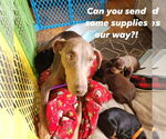 Small #3 Doberman Pinscher