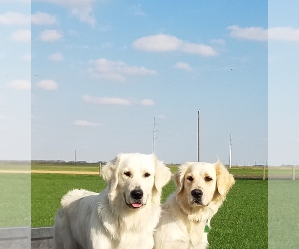 Medium Photo #6 English Cream Golden Retriever Puppy For Sale in EL CAMPO, TX, USA