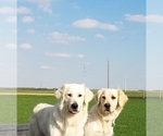 Small Photo #6 English Cream Golden Retriever Puppy For Sale in EL CAMPO, TX, USA