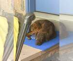 Small #3 Labrador Retriever-Plott Hound Mix