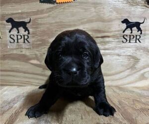 Labrador Retriever Puppy for sale in GILBERT, SC, USA