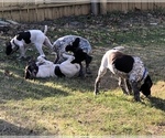 Small Photo #8 German Shorthaired Pointer Puppy For Sale in ARKANSAS CITY, KS, USA