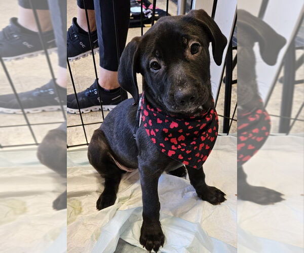 Medium Photo #1 Labrador Retriever-Unknown Mix Puppy For Sale in oakland, FL, USA