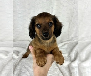 Dachshund Puppy for sale in FRANKLIN, IN, USA