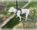 Small #3 Mutt