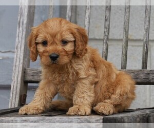 Cavapoo Puppy for sale in FREDERICKSBG, OH, USA