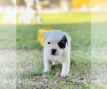 Small Photo #3 French Bulldog-Maltese Mix Puppy For Sale in BAKERSFIELD, CA, USA