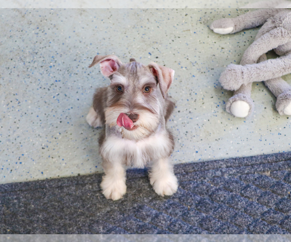 Medium Photo #9 Schnauzer (Miniature) Puppy For Sale in SYRACUSE, IN, USA