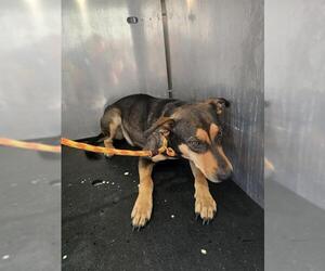 German Shepherd Dog-Unknown Mix Dogs for adoption in Conroe, TX, USA