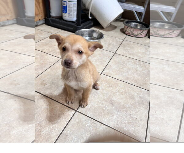 Medium Photo #1 Siberian Husky-Unknown Mix Puppy For Sale in Tracy City, TN, USA
