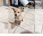 Small Siberian Husky Mix