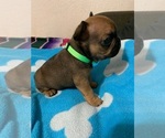 Small Photo #5 French Bulldog Puppy For Sale in PASADENA, CA, USA