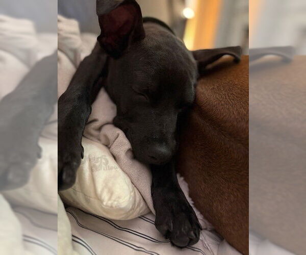 Medium Photo #3 American Pit Bull Terrier-Unknown Mix Puppy For Sale in Fort Wayne, IN, USA