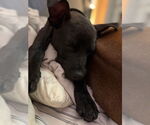 Small #2 American Pit Bull Terrier Mix