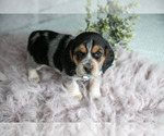 Puppy Matt Beagle