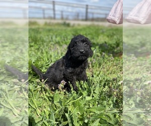 Goldendoodle Puppy for sale in INGLESIDE, IL, USA