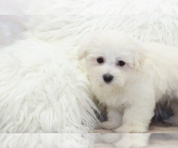 Medium Photo #2 Maltese Puppy For Sale in MARIETTA, GA, USA