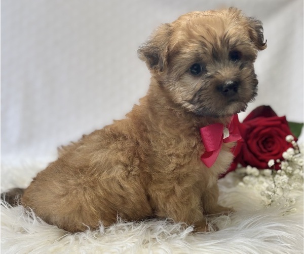 Medium Photo #10 Morkie Puppy For Sale in ROCK STREAM, NY, USA