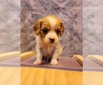 Puppy 6 Cavalier King Charles Spaniel-Miniature Australian Shepherd Mix