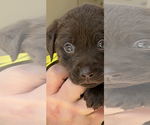 Puppy Max Labrador Retriever
