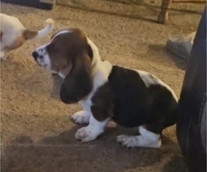 Basset Hound Puppy for sale in TOPPENISH, WA, USA