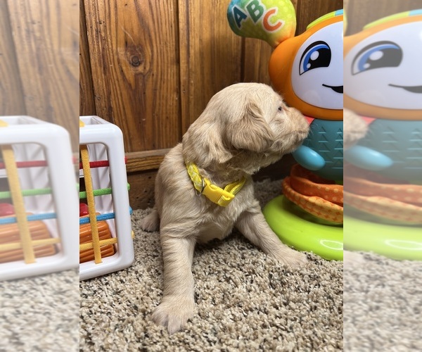 Medium Photo #32 Golden Retriever Puppy For Sale in NEOLA, WV, USA