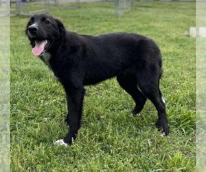 Maggie - Female Border Collie-Unknown Mix Dog for Adoption - Photo #3