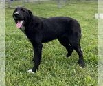 Small Photo #3 Border Collie-Unknown Mix Puppy For Sale in Columbus, IN, USA