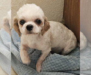 Maltipoo (Toy) Dogs for adoption in Olalla, WA, USA
