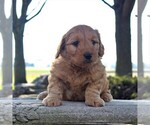 Small Photo #5 Goldendoodle-Poodle (Miniature) Mix Puppy For Sale in GORDONVILLE, PA, USA