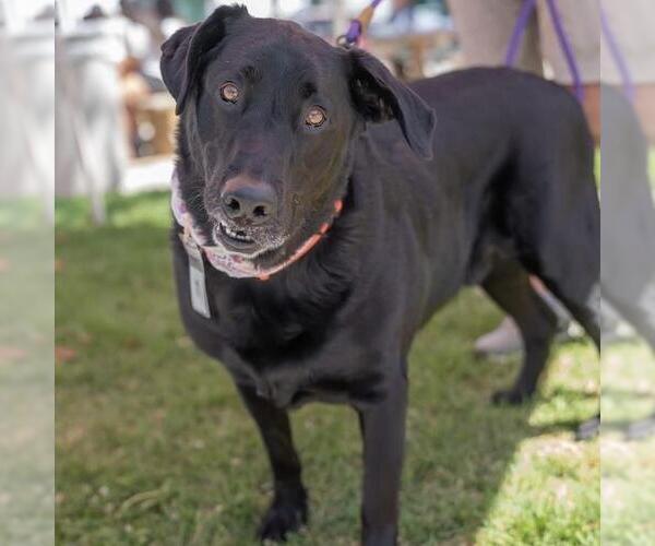 Medium Photo #6 Labrador Retriever-Unknown Mix Puppy For Sale in San Diego, CA, USA